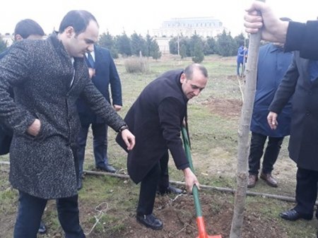 BAAU-nın kollektivi Nəsiminin 650 illik yubileyinə həsr olunmuş ağacəkmə kampaniyasında iştirak edib