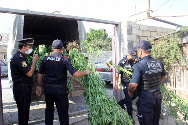 Əmisi oğlunun həyətində narkotik yetişdirdi