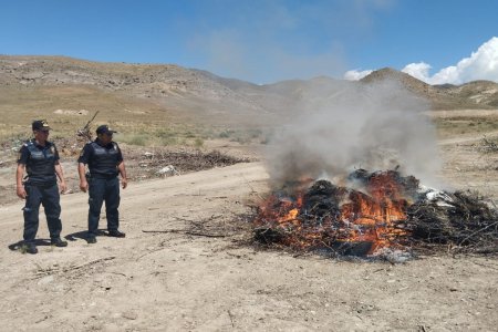 74 tona yaxın çətənə bitkisi məhv edilib