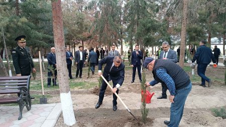 Şirvanda Zəfər Günü münasibətilə ağacəkmə aksiyası keçirildi