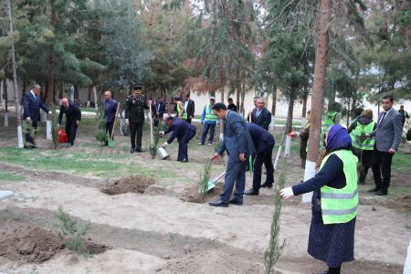 Şirvanda Zəfər Günü münasibətilə ağacəkmə aksiyası keçirildi